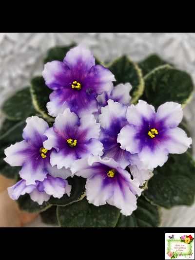 РС-Успех (С.Репкина) 2019 г.