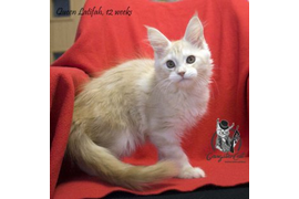 Волгоградский питомник Мейн кунов GangsterCat. Сайт: www.gangstercat.ru Тел: +7 (917) 335-09-66 (WhatsApp, Viber, Telegram), Татьяна.