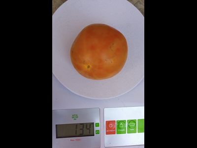 Томат Богдановский