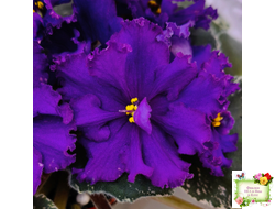 РМ-Черный Оникс (Н. Скорнякова) 2023 г.