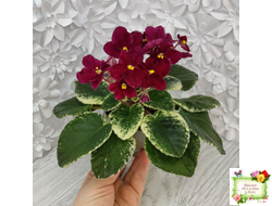 Mac's O'Scarlet O'Hara (G.McDonald) (Макс ОСкарлет Охара)