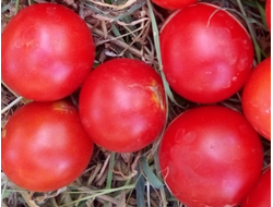 Томат Splash of kream (Irish cream) Ирландия