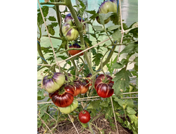 Томат Оранжево-красный Блюз (Orange red Blues)