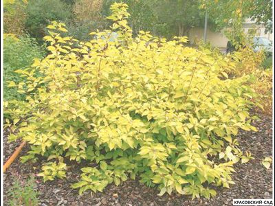 Дерен белый Элегантиссима фото в ландшафте красовский-сад.рф