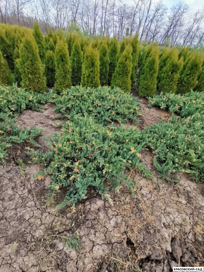 Можжевельник даурский Экспанса Вариегата - Expansa Variegata