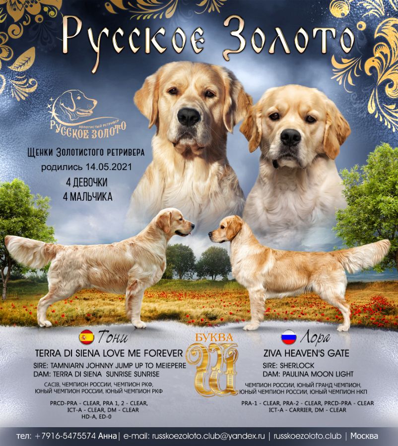 Презентация помета щенков голден ретриверов 2021 г