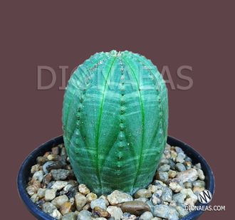 Euphorbia obesa