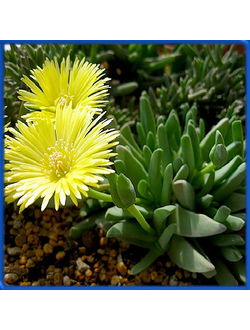 Cheiridopsis imitans