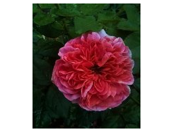 Мэри Энн ( Мary Ann ). Tantau