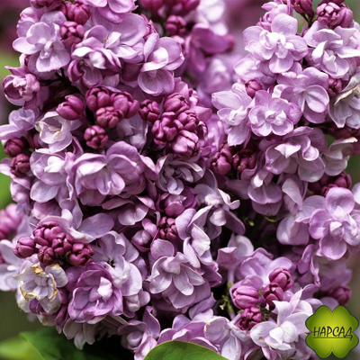 СИРЕНЬ "ГЕНЕРАЛ ПЕРШИНГ" (раскидистый куст) саженец 80 см