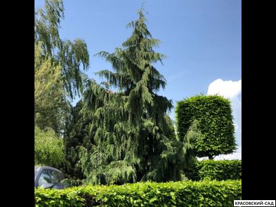 Кипарисовик Нутканский