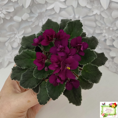 Jolly Fire (H.Pittman) (9715) 01/15/2007