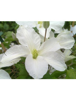 Клематис John Huxtable (Джон Хукстэйбл) , контейнер р9