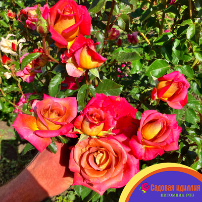 Мишель Дрюкер (Michel Drucker)