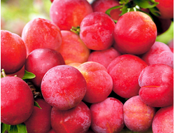 Неженка (слива китайская)