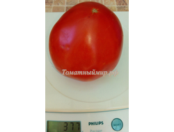 Томат Сердце кенгуру