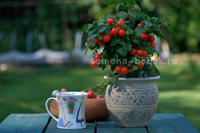 Томат Красная Шапочка, 10 шт