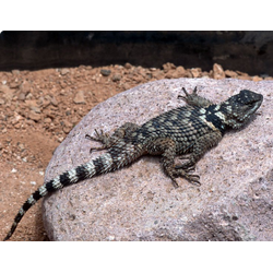 Игуана заборная Пуансета (Sceloporus poinsettii)