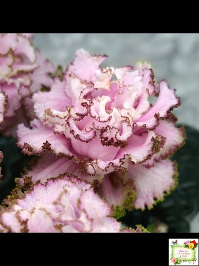 БР-Кудряшка (С. и Н. Буркацкие) 2021 г.