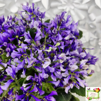 СК-Вьюнок (А.Кузнецов) (2 листа посажены в 1 стак. 24.01.26)