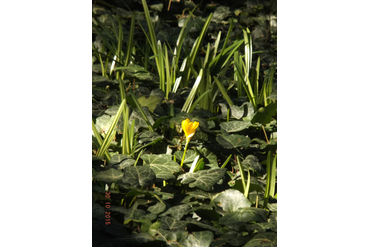 Осенние крокусы