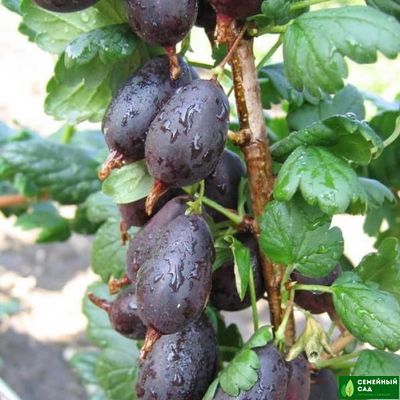 Крыжовник "Черномор"