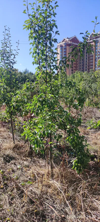 Плодовые деревья 5-7лет