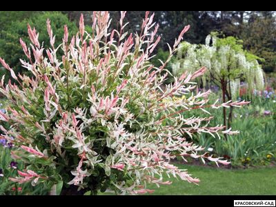 Ива Хакура-Нишики - Hakuro Nishiki