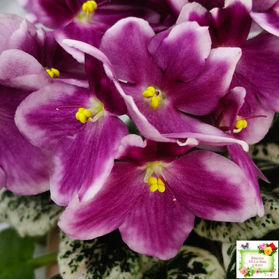 KZ-Источник Вдохновения (И. Заикина) 2023 г.