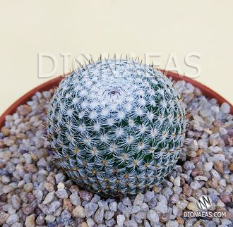 Mammillaria Microthele Superfina - Маммиллярия микротеле Суперфина, кактус с совиным глазом