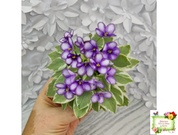 Rob's Lucky Penny (R.Robinson) (05/31/1997) листовая химера (пасынок сорт укоренённый)