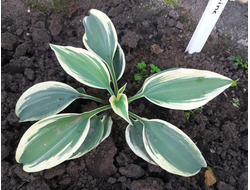 Хоста Firn Line фото