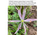 Камассия Лейхтлина Aurora
