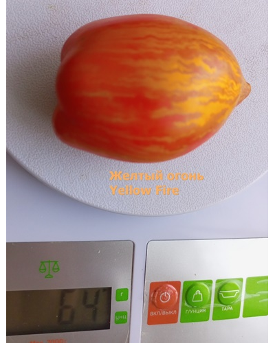 Томат Желтый огонь (Yellow fire, Желтое пламя)