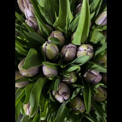 Тюльпаны 9 шт