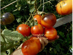 Томат Голубой ананас (Ananas blue)