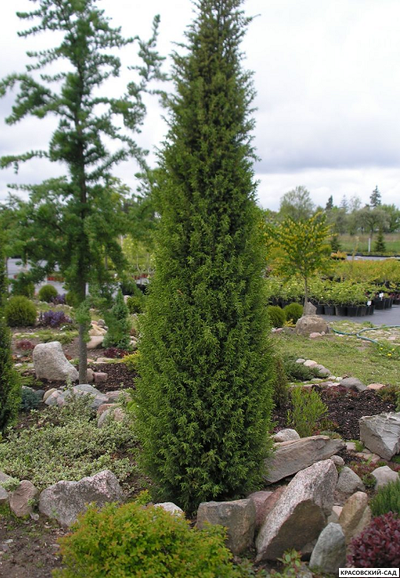 Можжевельник обыкновенный Суецика - Suecica