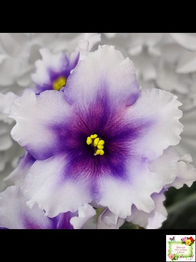 РС-Успех (С.Репкина) 2019 г.