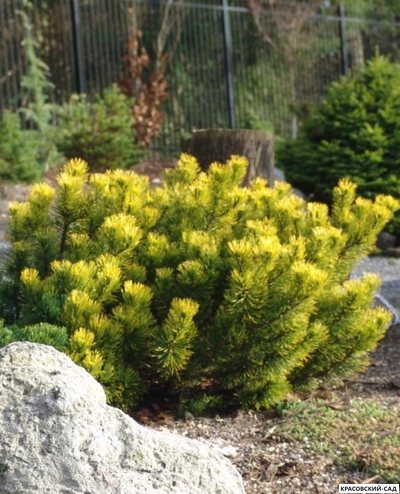Сосна горная Карстенс Винтерголд - Carsten`s Wintergold
