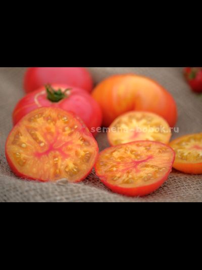 Томат Dwarf Awesome (Гном Замечательный), 10 шт