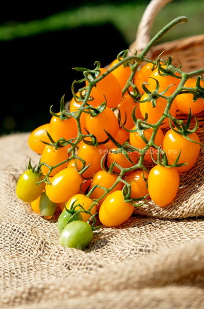 Томат  Datterini yellow (Даттерини Желтый), 10 шт