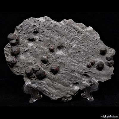 Гранат альмандин-пироповой серии с кристаллами дравита (разн. турмалина) в графитовом сланце. Red Embers mine. USA. 160*120*15мм. Редкость! (ААА)