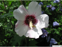 Гибискус Ред Хет - Red Heart