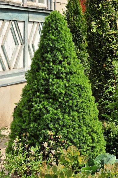 Ель канадская Conica