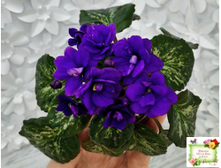 Sterling Trinket (E. Champion) (лист посажен 30.01.26)