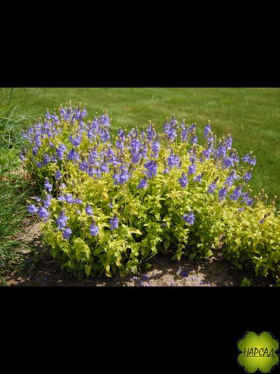 Вероника простертая &quot;АЦТЕК ГОЛД&quot; почвопокровная