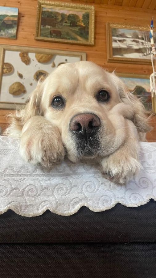 Марс / Русское Золото Шони Дон, 3 г.