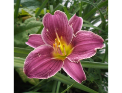 Лилейник гибридный Литтл Мисси (Little Missy)