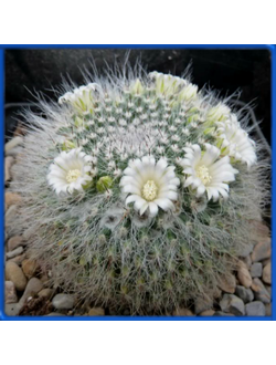 Mammillaria hahniana 'albiflora'