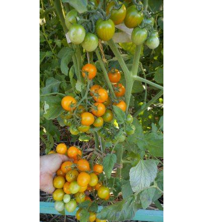 Томат Летнее солнце